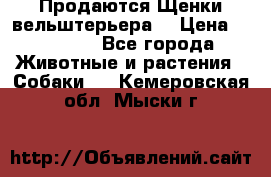 Продаются Щенки вельштерьера  › Цена ­ 27 000 - Все города Животные и растения » Собаки   . Кемеровская обл.,Мыски г.